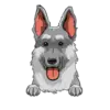 German Shepherd 2