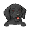 Goldendoodle (Black)