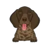 German Shorthaired Pointer 4