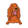 Irish Setter 3