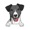Jack Russell Terrier (Black White)