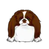Japanese Chin 2