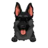 German Shepherd 3
