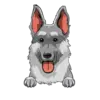 German Shepherd 2
