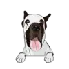 Great Dane 6