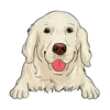 Golden Retriever 2
