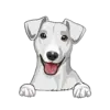Jack Russell Terrier 4
