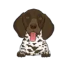 German Shorthaired Pointer 1