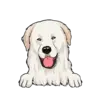 Great Pyrenees 2