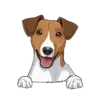Jack Russell Terrier 1