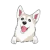 Husky 6