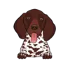 German Shorthaired Pointer 3