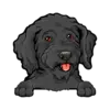 Goldendoodle (Black)