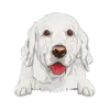 Golden Retriever (White)