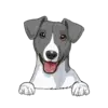 Jack Russell Terrier 3