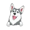Husky 1