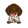 German Shorthaired Pointer 2
