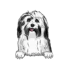 Havanese