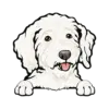 Goldendoodle (White)