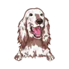 Irish Setter 1