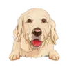 Golden Retriever (Cream)