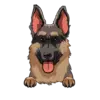 German Shepherd 1