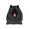 Keeshond 2