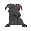 Greyhound (Black)