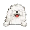 Komondor