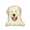 Great Pyrenees 3