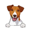 Jack Russell Terrier 2