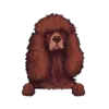 Irish Water Spaniel