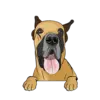 Great Dane 8