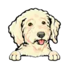 Goldendoodle (Cream)