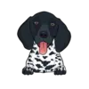 German Shorthaired Pointer 5