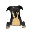 Greyhound 3