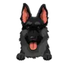 German Shepherd 3
