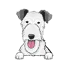 Irish Wolfhound 3