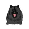 Keeshond 2