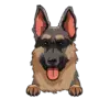 German Shepherd 1
