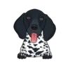 German Shorthaired Pointer 5