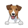 Jack Russell Terrier 1