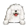 Komondor