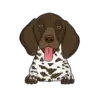 German Shorthaired Pointer 1