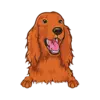 Irish Setter 3