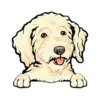 Goldendoodle (Cream)