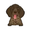 German Shorthaired Pointer 4