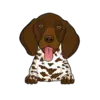 German Shorthaired Pointer 2