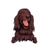 Irish Setter 2
