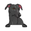Greyhound (Black)